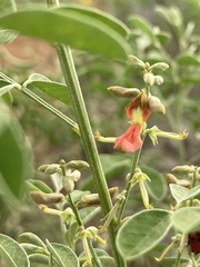 Indigofera lindheimeriana