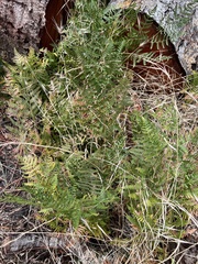 Pteridium aquilinum pubescens