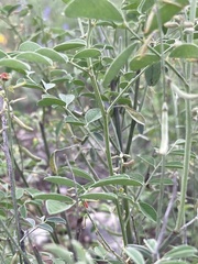 Indigofera lindheimeriana