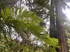 Polystichum munitum