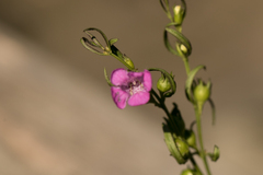 Agalinis neoscotica