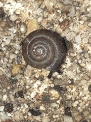 Polygyra cereolus