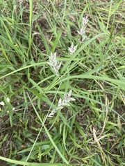 Eragrostis secundiflora