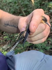 Phaethornis malaris