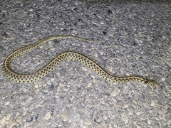 Thamnophis marcianus