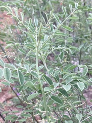 Indigofera lindheimeriana