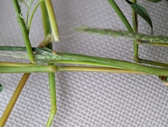Muhlenbergia frondosa