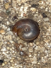 Polygyra cereolus