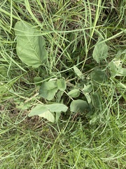 Proboscidea louisianica