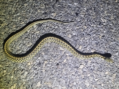 Thamnophis marcianus