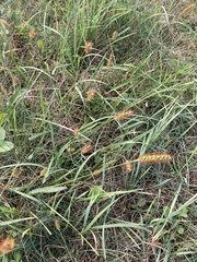 Setaria