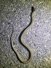 Thamnophis marcianus
