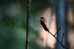 Phaethornis malaris