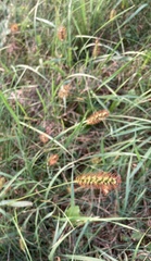 Setaria