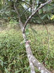 Ulmus alata