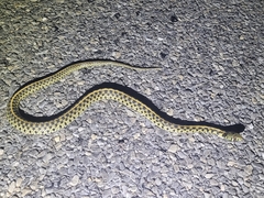 Thamnophis marcianus