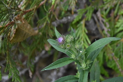 Canadanthus modestus