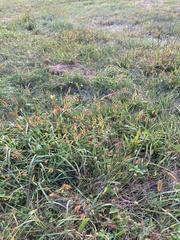Setaria