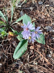 Symphyotrichum ciliolatum