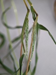 Muhlenbergia frondosa