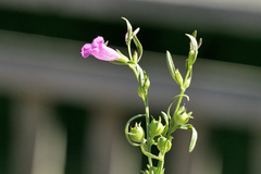 Agalinis neoscotica