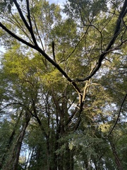 Ulmus alata