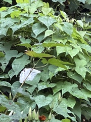 Ipomoea alba