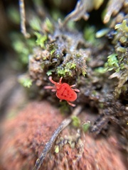 Trombidioidea