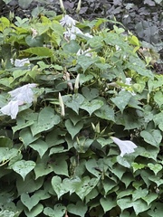 Ipomoea alba