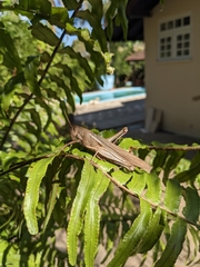 Schistocerca flavofasciata