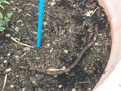 Lumbricus terrestris