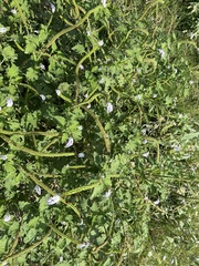 Verbena xutha