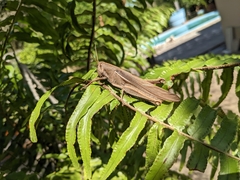 Schistocerca flavofasciata