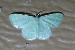 Chlorochlamys phyllinaria