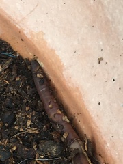 Lumbricus terrestris