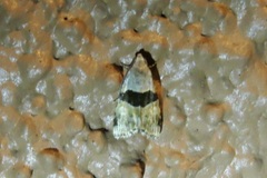 Cobubatha lixiva
