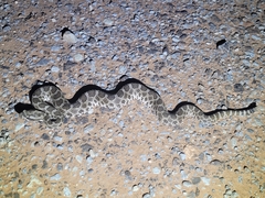 Sistrurus tergeminus