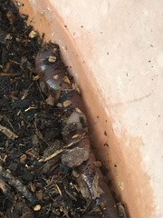 Lumbricus terrestris