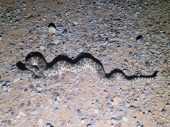 Sistrurus tergeminus