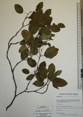 Amelanchier sanguinea