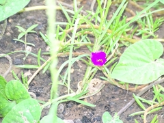 Calandrinia menziesii