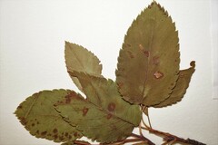 Amelanchier sanguinea