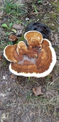 Ganoderma lobatum