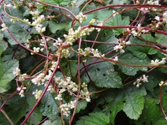 Cuscuta lupuliformis