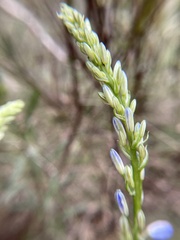 Caesia calliantha