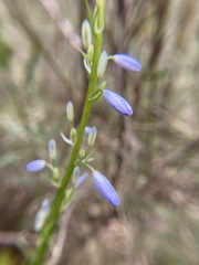 Caesia calliantha