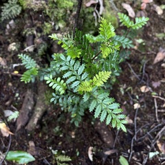 Weinmannia trichosperma