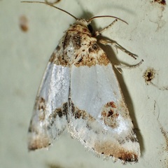 Schinia oculata
