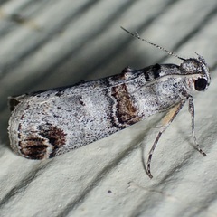 Oneida lunulalis
