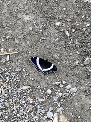 Limenitis arthemis arthemis